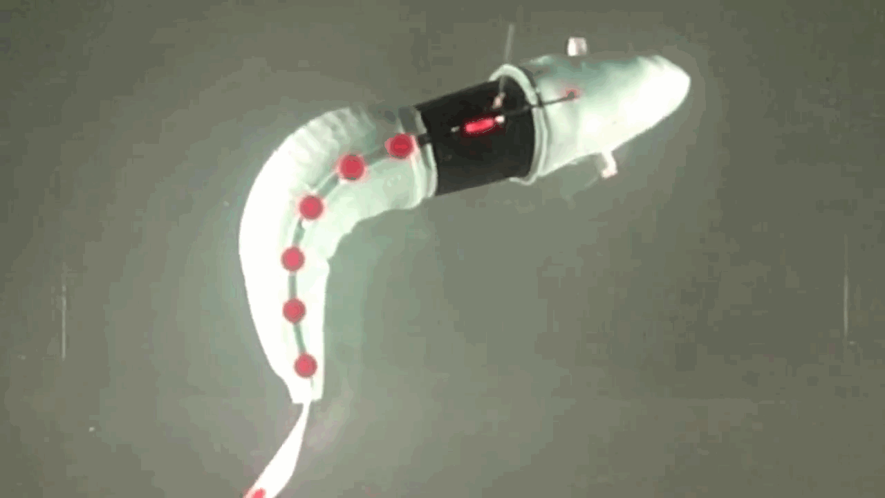 Meet The Latest Greatest Robo Fish