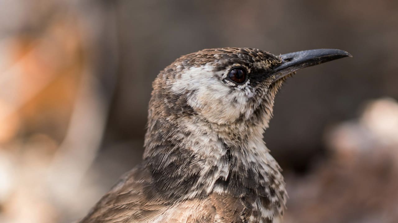 How this Leonardo DiCaprio-backed ‘rewilding’ plan will restore the Galápagos ecosystem 1 How this Leonardo DiCaprio-backed ‘rewilding’ plan will restore the Galápagos ecosystem