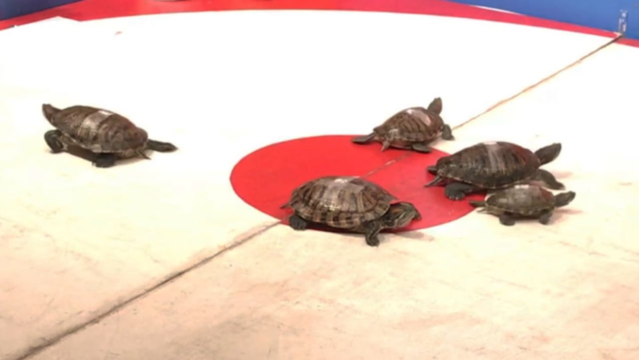 You have to see this bar that races turtles Video Fast Company