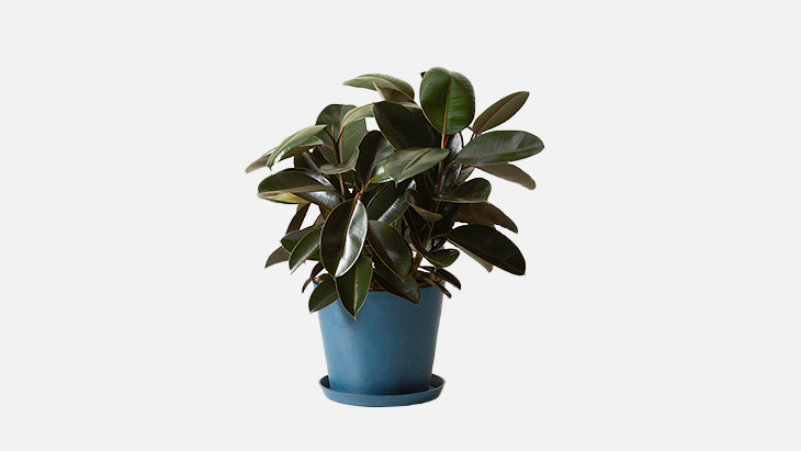 Bloomscpae Burgundy Rubber Tree
