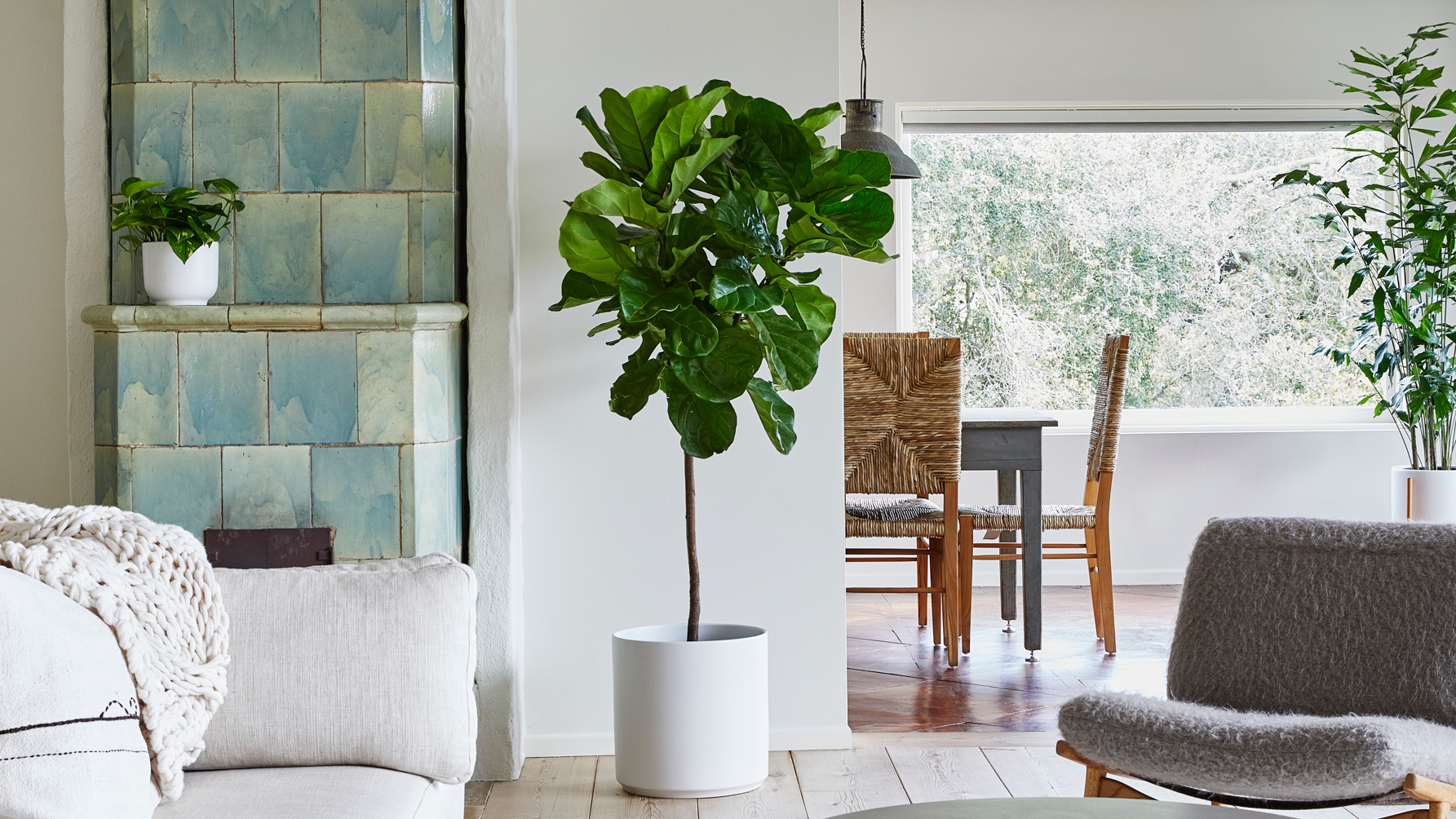 Leon and George Fiddle Leaf Fig