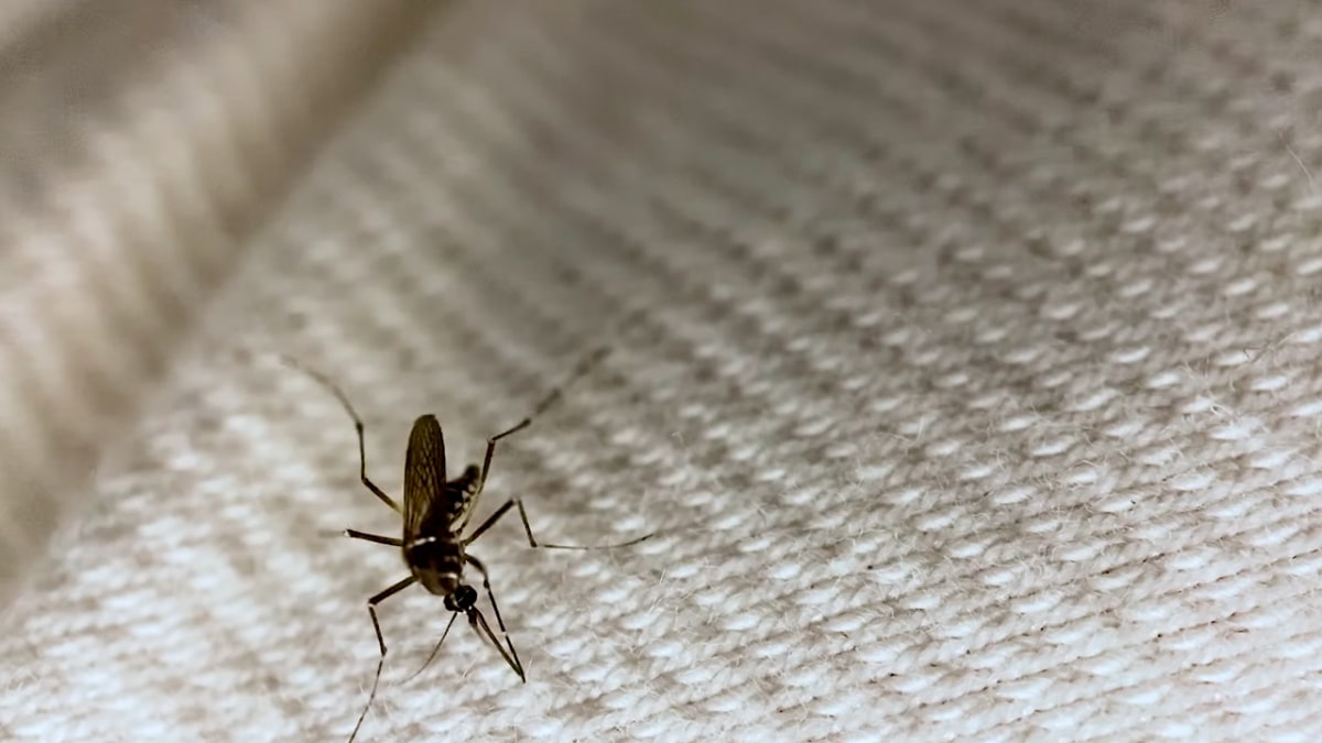 Discover more than 115 can mosquitoes bite through leggings super hot