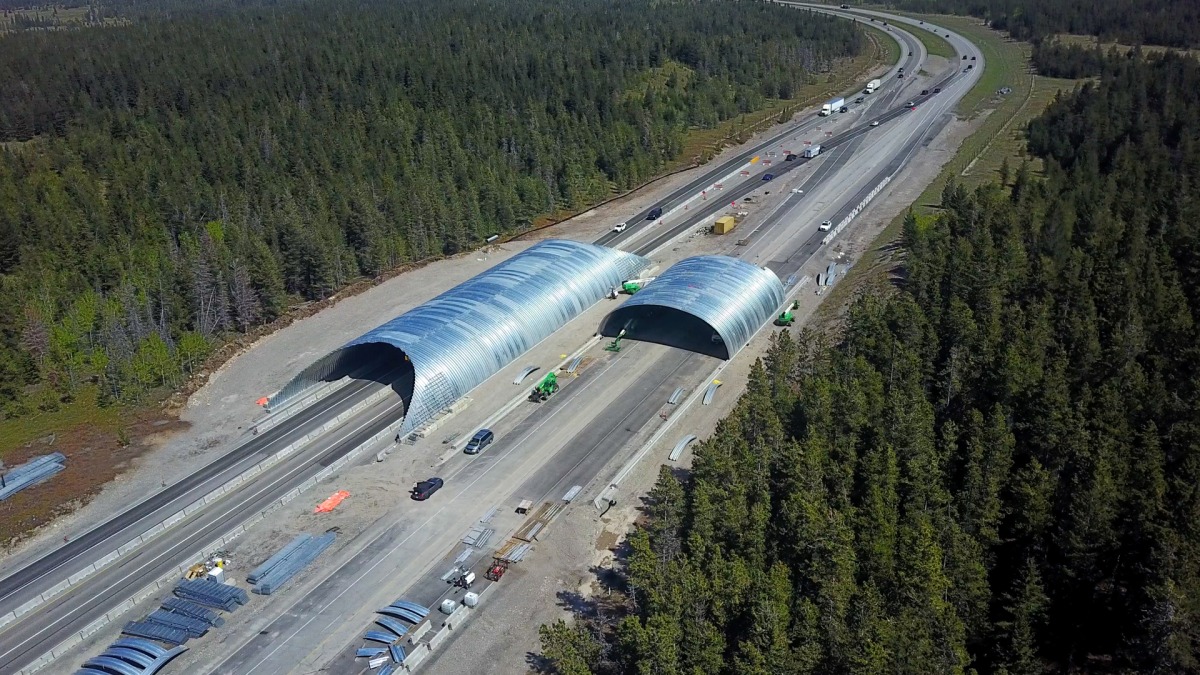 These massive steel arches will soon be a bridge for bears elk and o