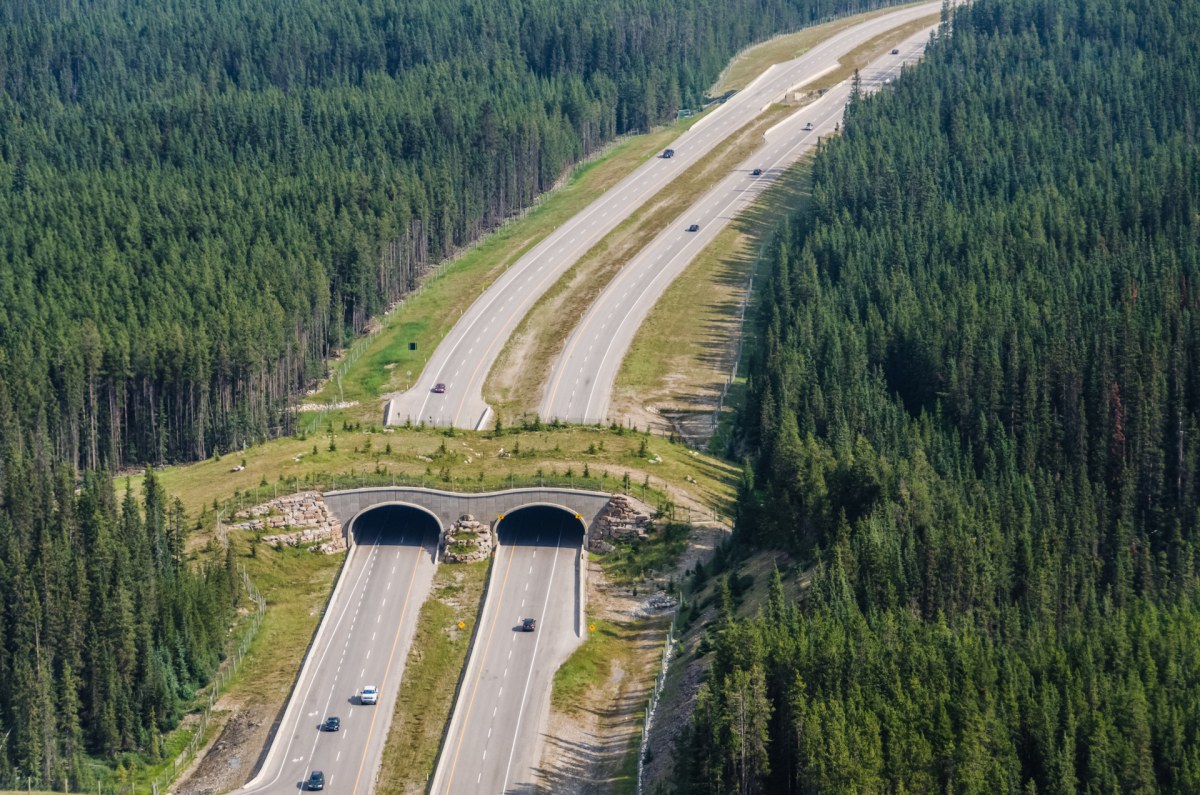 These massive steel arches will soon be a bridge for bears elk and o