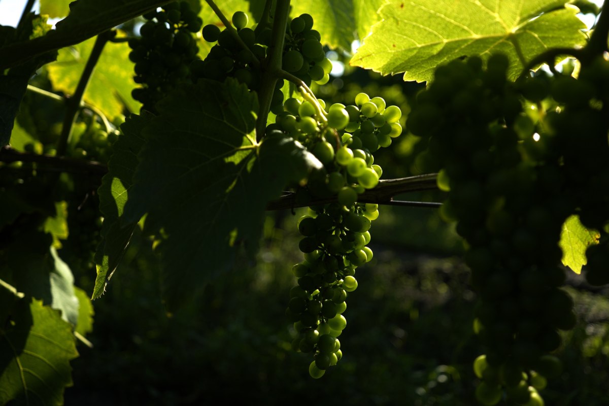 Premium AI Image  Vineyard vines wine wine fruit wallpaper