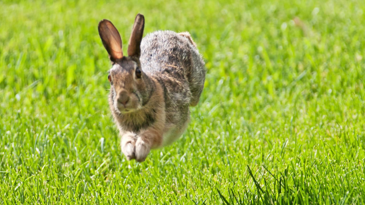 Выскочил зайчик. Заяц в движении. Заяц прыгает. Кролик прыгает. Кролик бежит.
