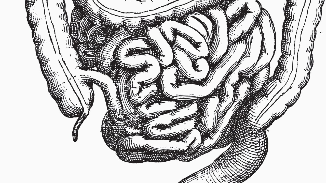 Тонкая кишка рисунок. Кишечник тонкая кишка рисунок. Тонкий кишечник анатомия. Кишечник нарисованный.