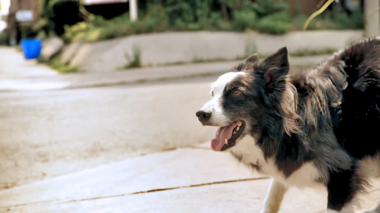 38 Best Images Dog Humane Society Toronto / Toronto Humane Society- Shelter & Rescue Dogs Rock ...