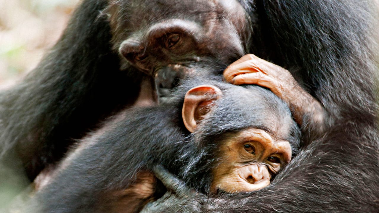 Jane Goodall On The Amazing Story Of “Chimpanzee”