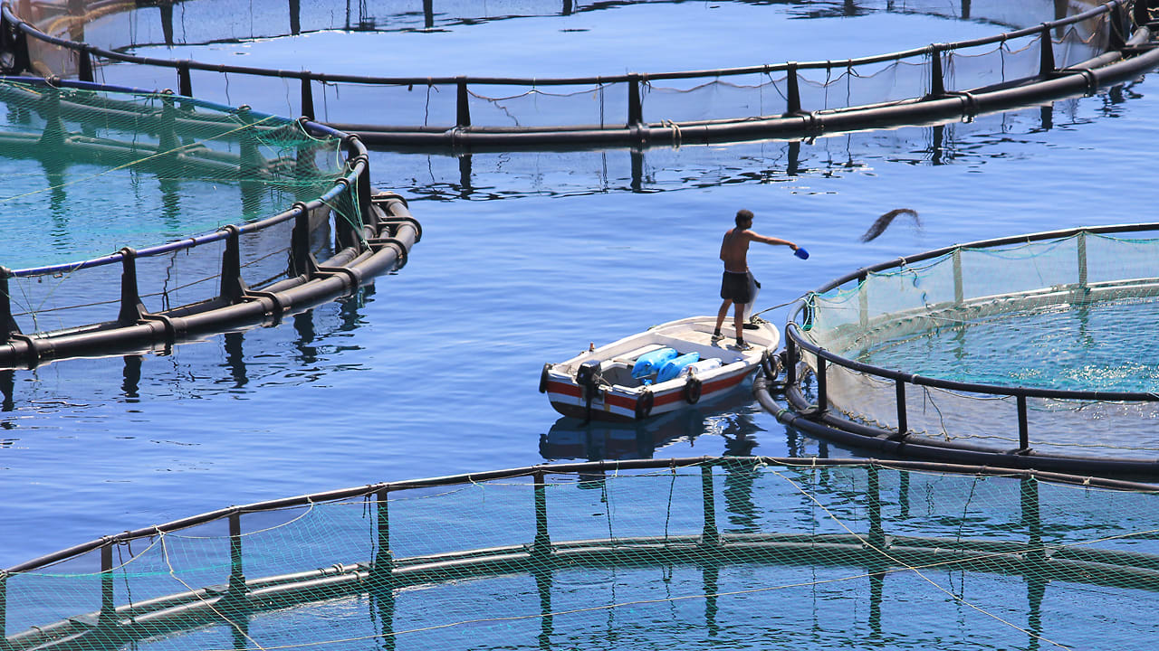 Cleaning Up The Farmed Fish Industry