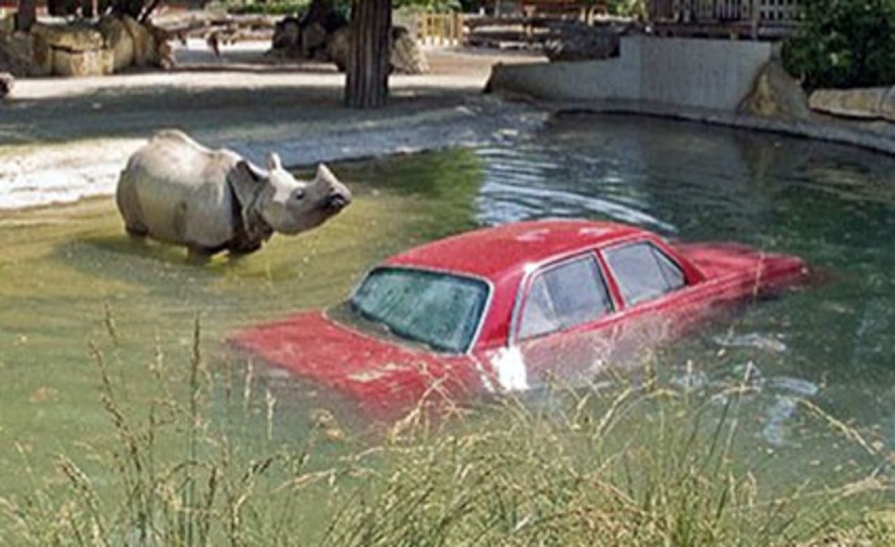 Unnatural Habitats Rethinking the Modern Zoo