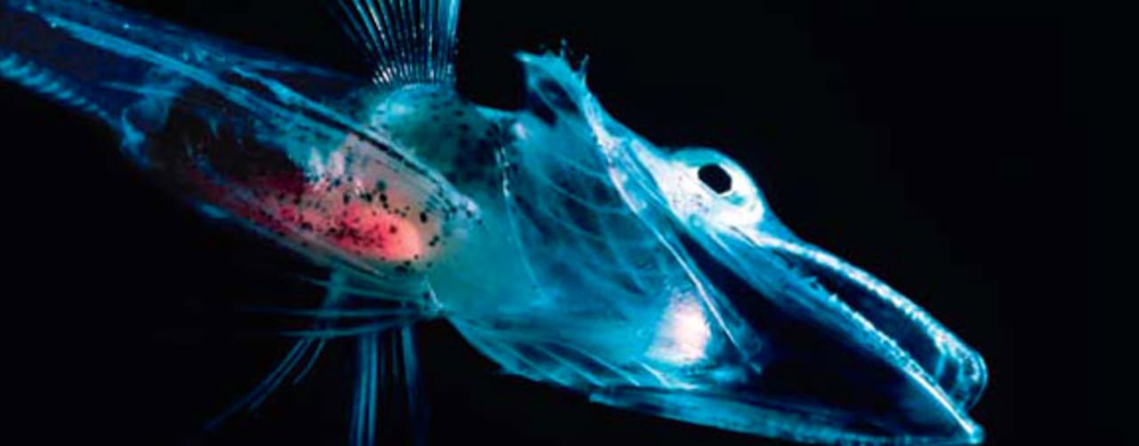 A ProblemSolver’s Guide to Copycatting