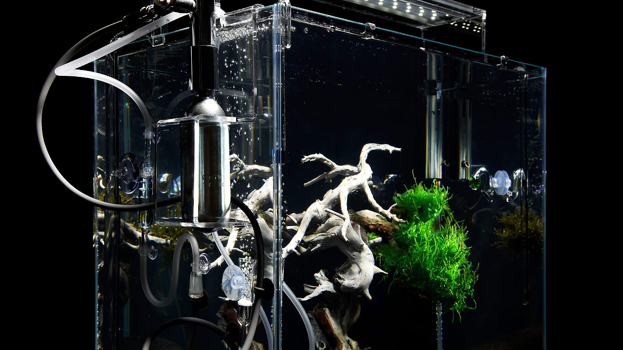 The Bonsai Reborn As An Entrancing, Underwater Chia Pet