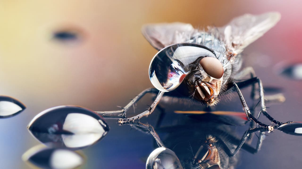 Mesmerizing Photos Of Insects Wearing Hats Made Of Water