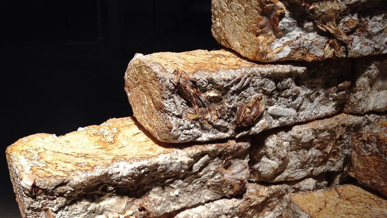 Check Out This Furniture Grown From Fungus