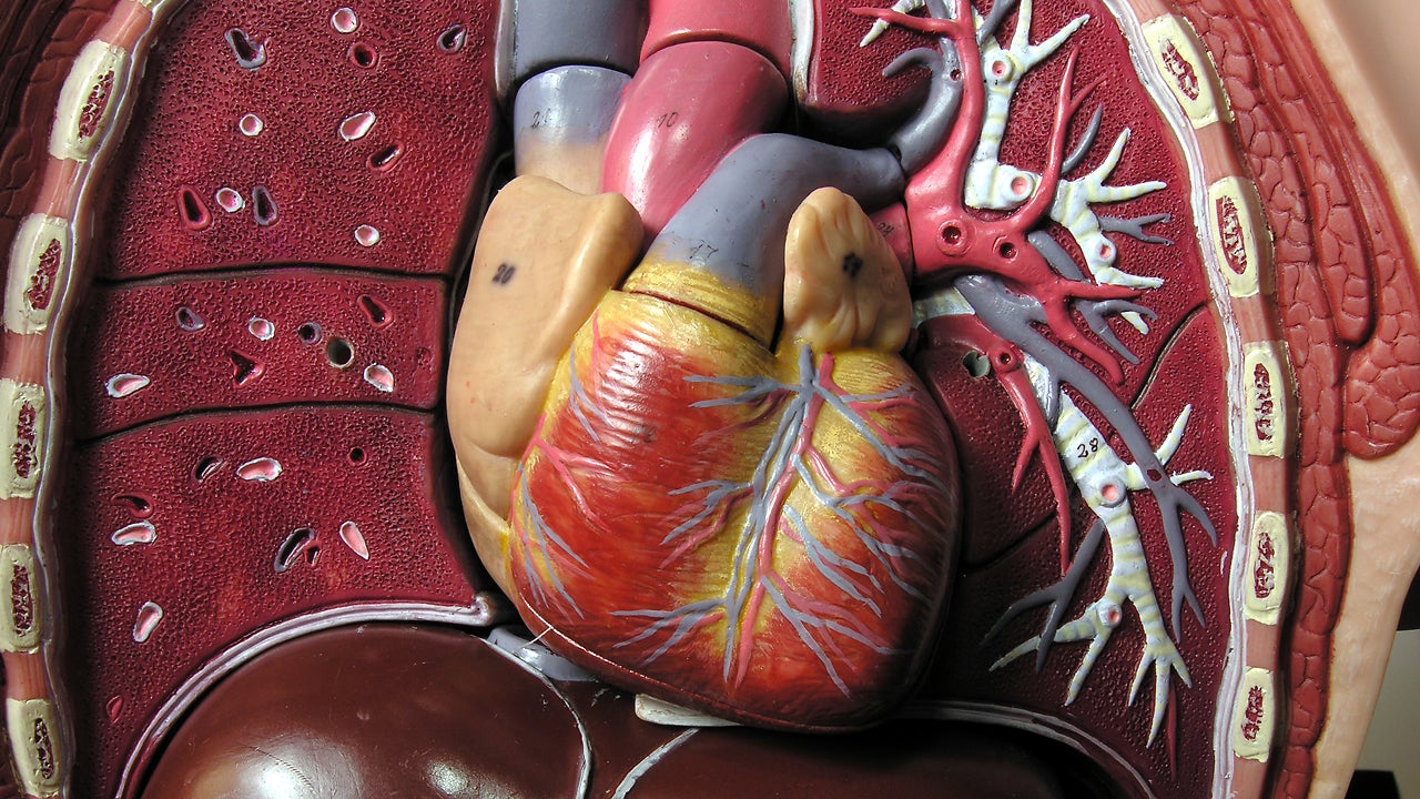 A 3-D Printer Will Soon Print You New Organs
