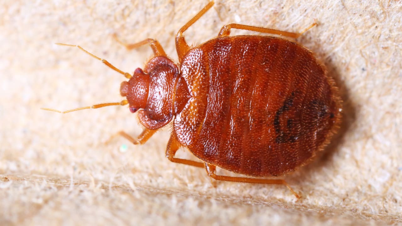 A New Solution For Bedbugs Kidney Bean Leaves