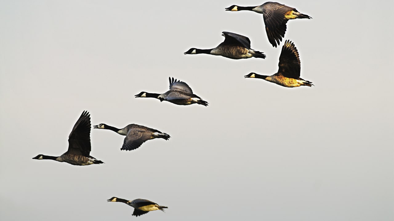 In China, The Geese Are Police