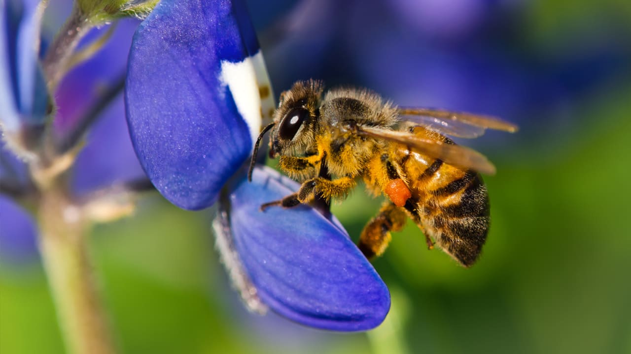 What Really Happened At Monsanto’s Bee Conference