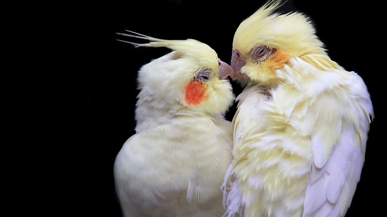 Iceland Needed an Incest-Prevention App; Now It Has One