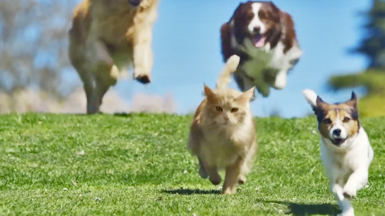 O2 Scores A Hit With A Cat That Acts Like A Dog, Encourages Us To Do S