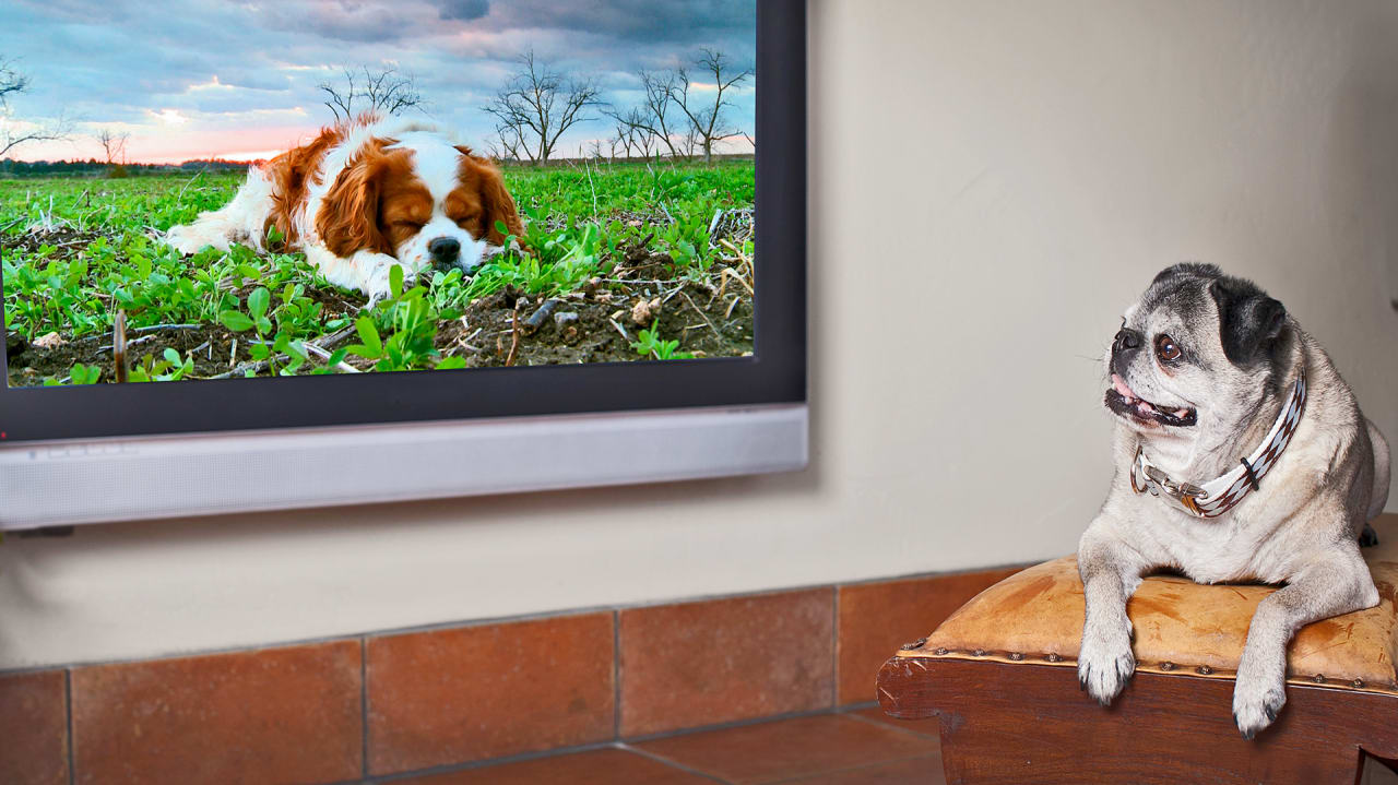 Behind DogTVAnd The Question Of Whether Dogs Actually Watch TV