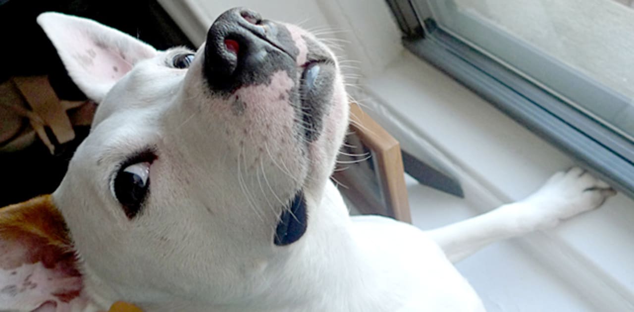 Dogs and Mice Sniff Feces to Prevent International Avian Flu Epidemic