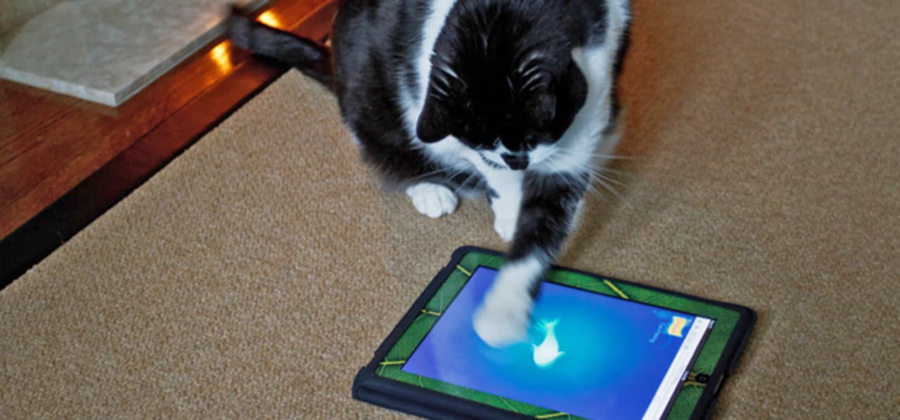 Push Paws Game For Cats Ipad App Makers Stop Kitties From Buying Ad