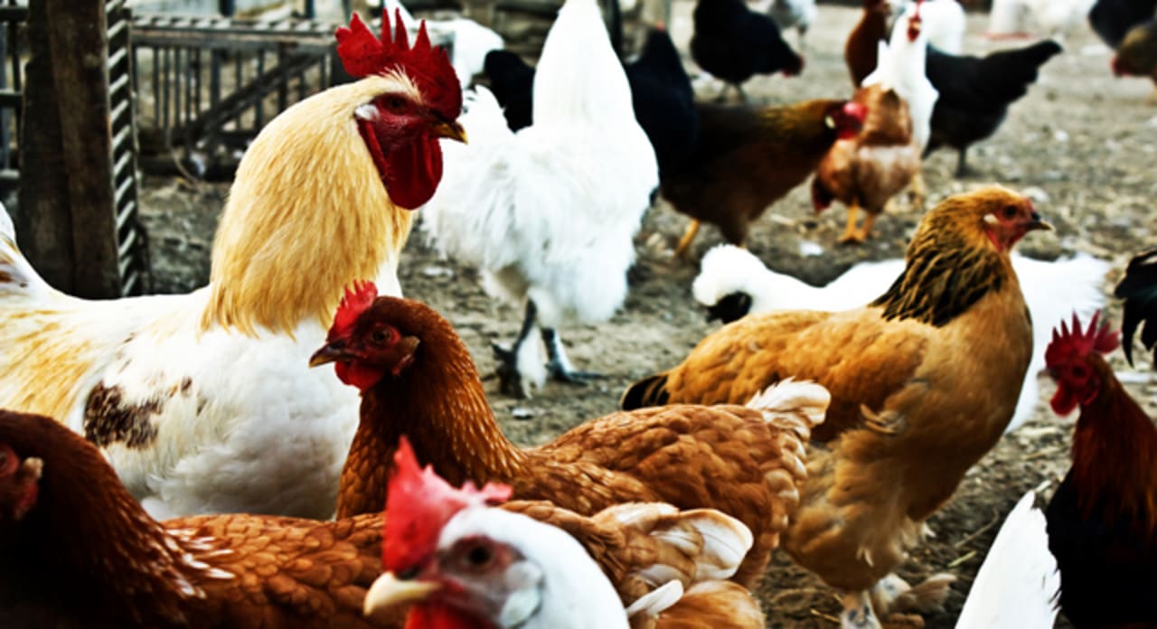 Clucks Is Draw Something Meets Viddy, And AOL’s First Mobile Game