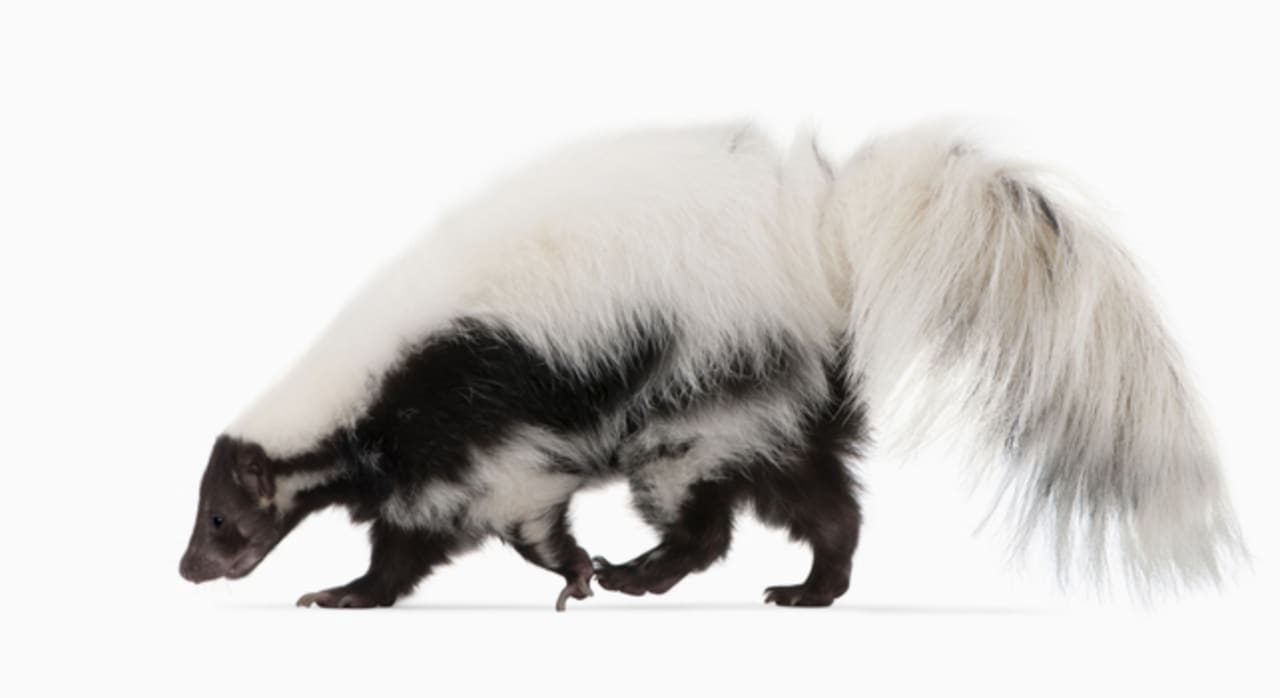 The Rules Of Successful Skunk Works Projects