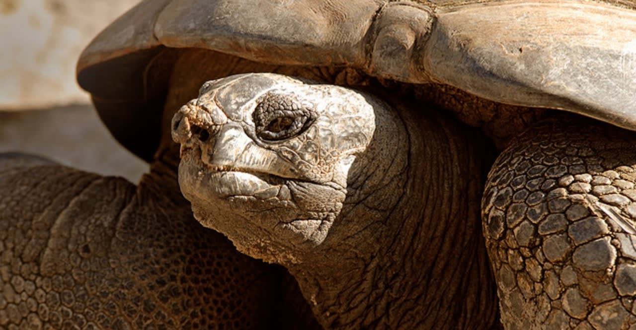 Authorities: Smuggler Caught Stealing Endangered Tortoises