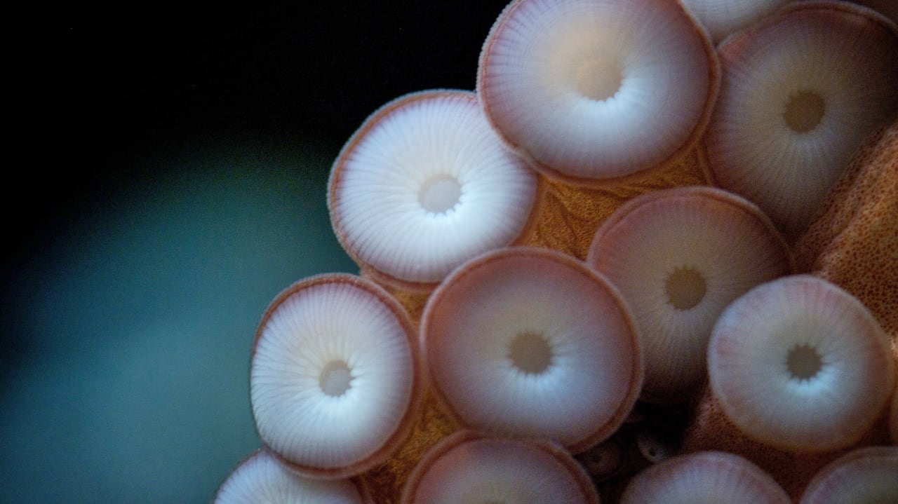 Feed Your Career Octopus Tips For Finding (And Keeping) Awesome Mento