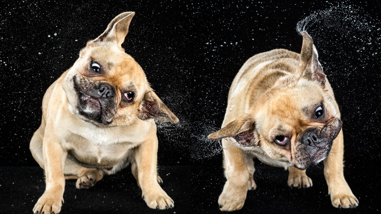 See The Amazing, Absurd Phenomenon Of The Wet Dog Shake, Captured In S