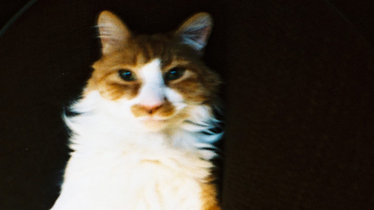 The Miles Kohrman, The CatJuggling Intern