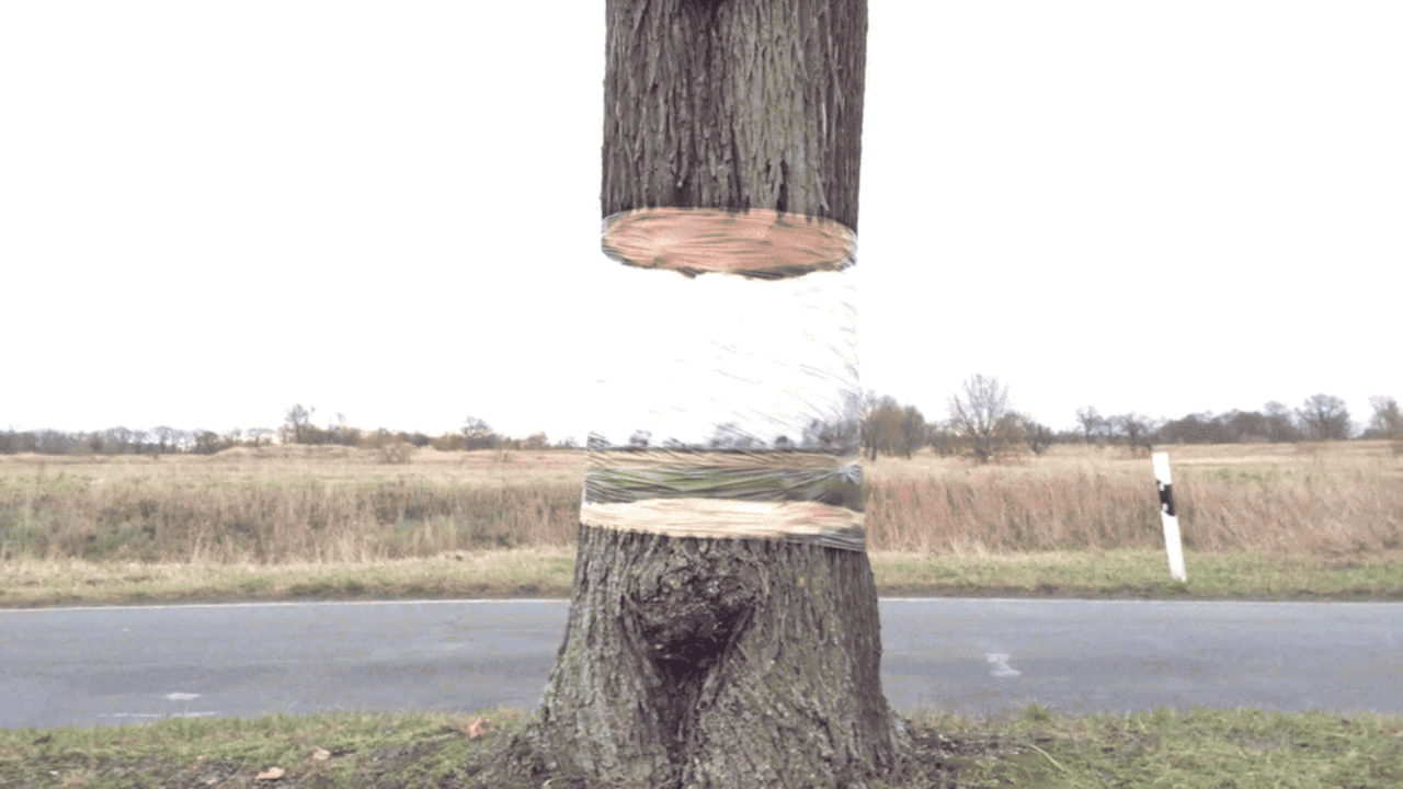 This Levitating Tree Illusion Is Very Convincing