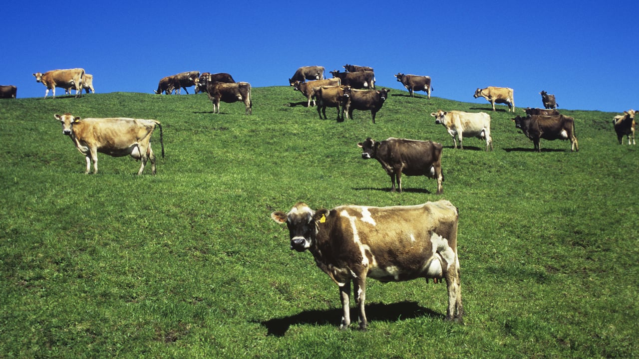 These Backpacks For Cow Farts Reduce Climate Change And Generate Power