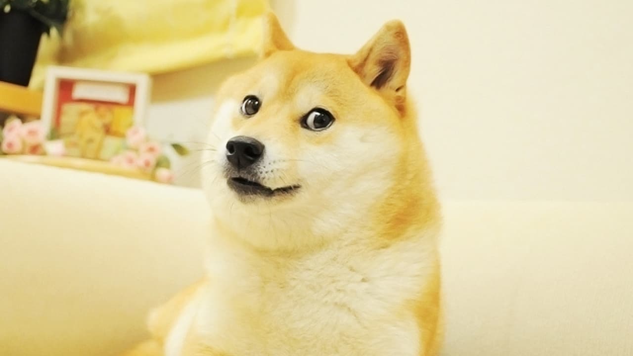 Dogecoin Is Now More Popular Than All Other Cryptocurrencies Combined