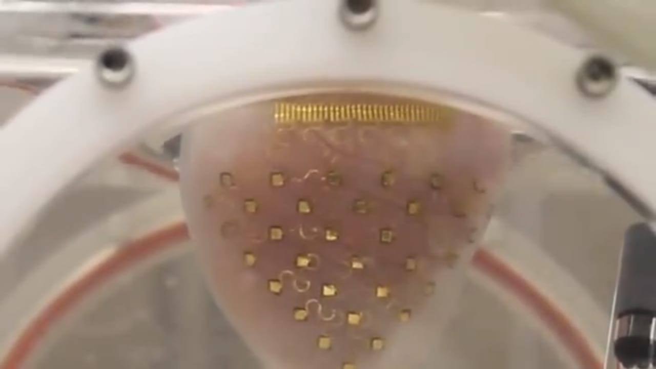 This 3DPrinted Membrane Could Keep Hearts Beating Indefinitely