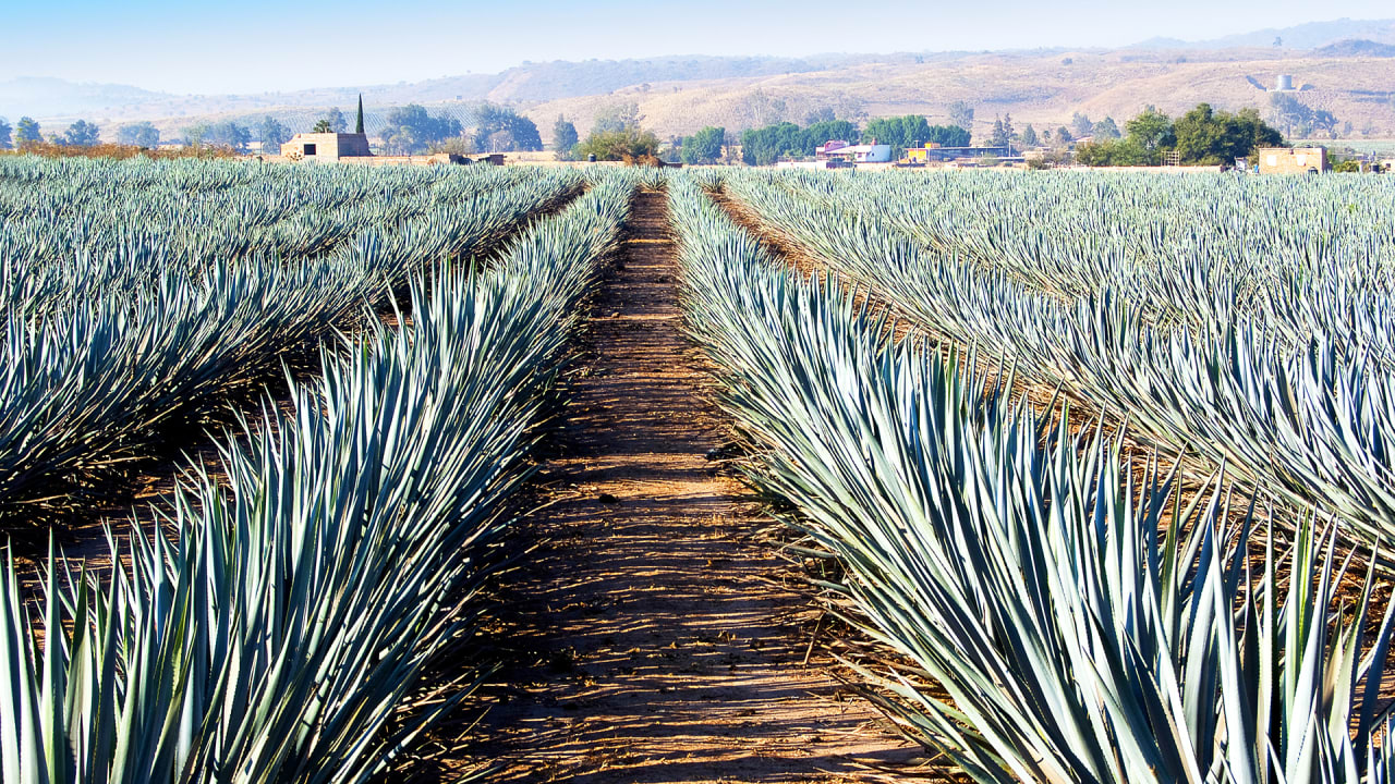 A Solar Farm That Doubles As A Tequila Plant Operation