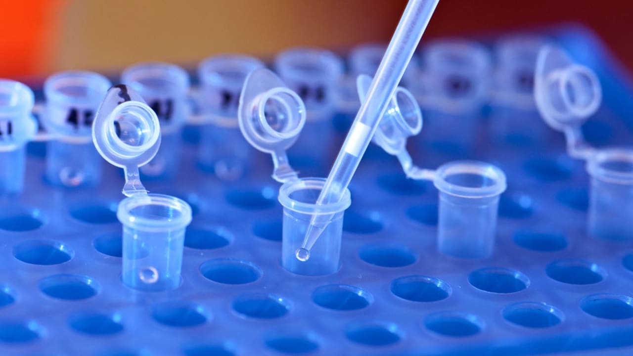 Scientists Clone Stem Cells From Adults For The First Time