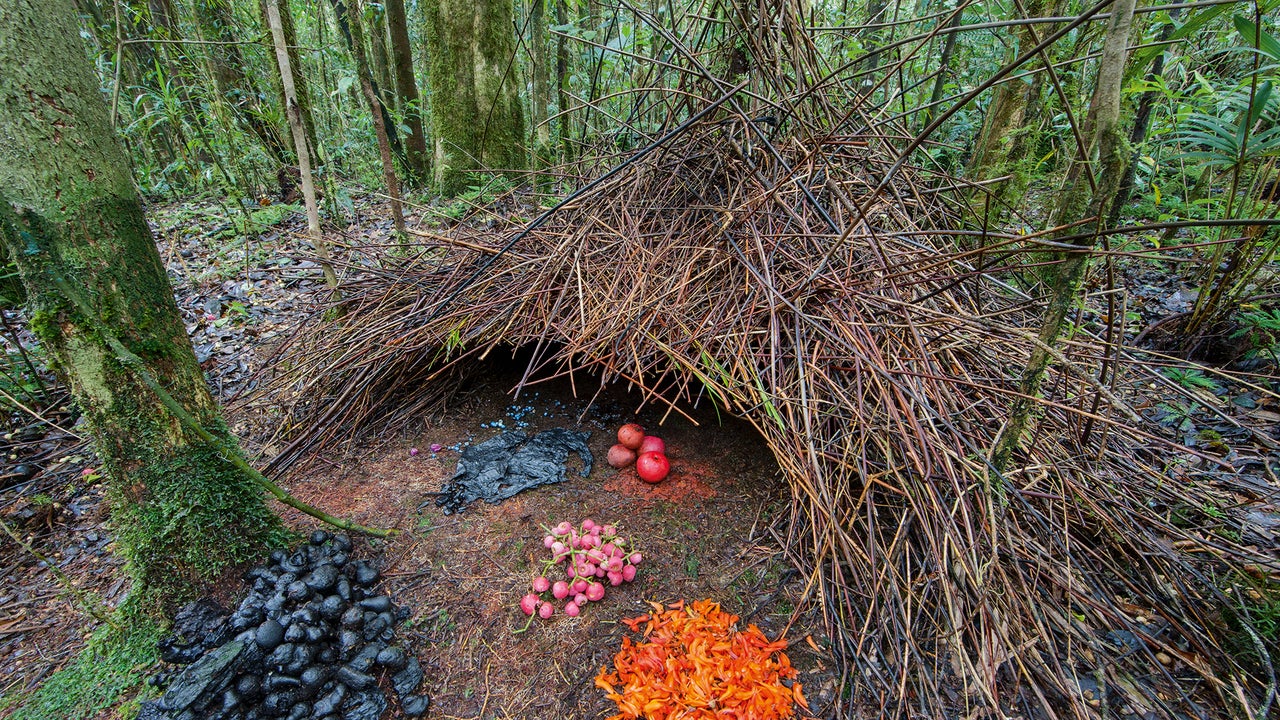 See The Homes Of The World s Best Architects Animals