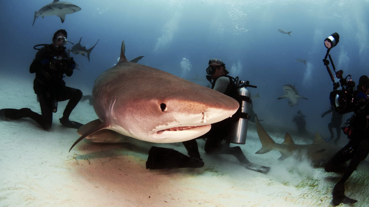 Synthetic Shark Skin Swimsuits Make Swimming Faster