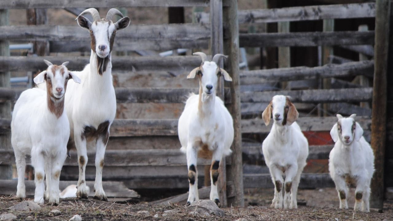 Detroit Ousts WeedEating Goats