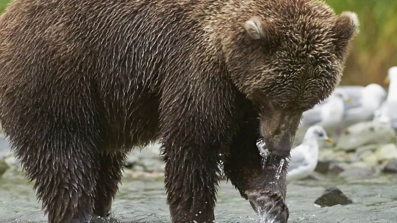 A Photographer Let A Grizzly Bear Eat His Videocamera–The Footage Give