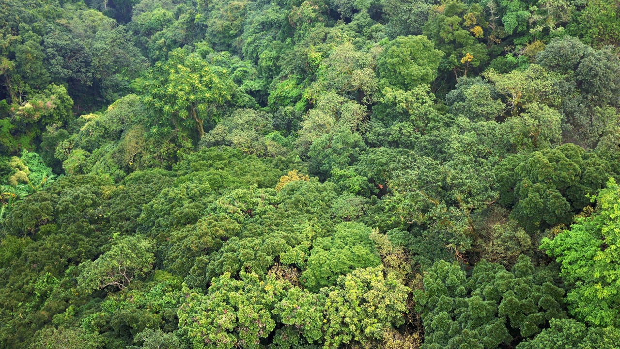 Trees Are Heroes: They Save Hundreds Of Lives A Year