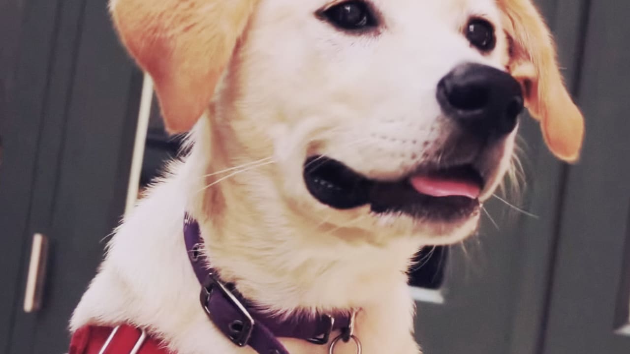 Now You Can Find A New Kind Of Love On TinderWith Adoptable Dogs