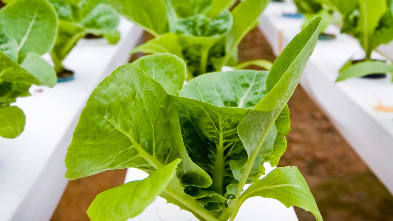 Your Very Own Indoor Hydroponic Grove