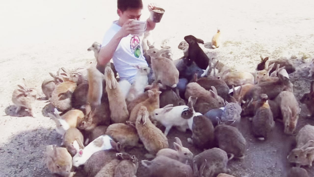 And Now For Something Non-Apple Related: An Island Full Of Bunnies