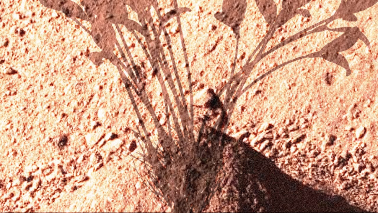 Scientists Find That Martian Soil Is Actually Pretty Good For Growing