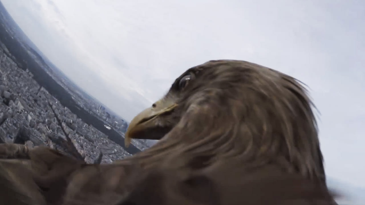 gopro for bird watching